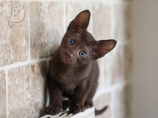 PoulaTo: Havana Brown Kittens